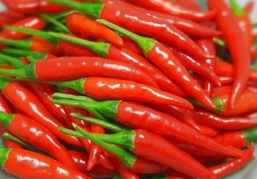 Red Chili Padi